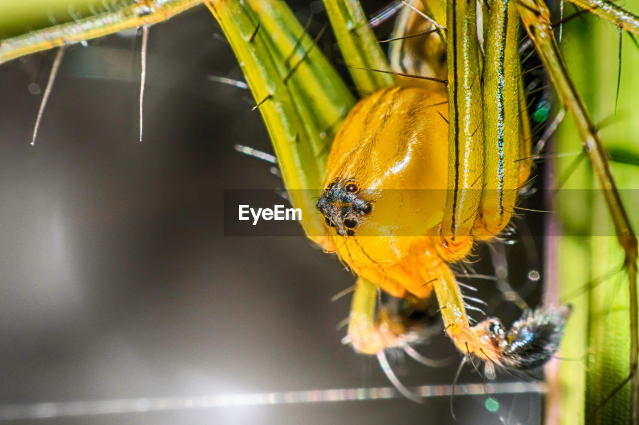 CLOSE-UP OF SPIDER ON YELLOW LEAF