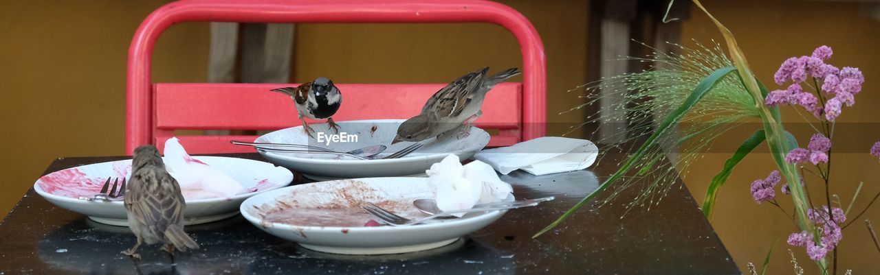 CLOSE-UP OF BIRDS IN DRINKING GLASS