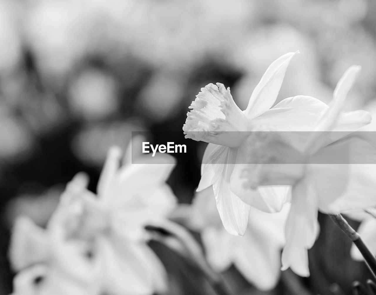 CLOSE-UP OF WHITE FLOWER