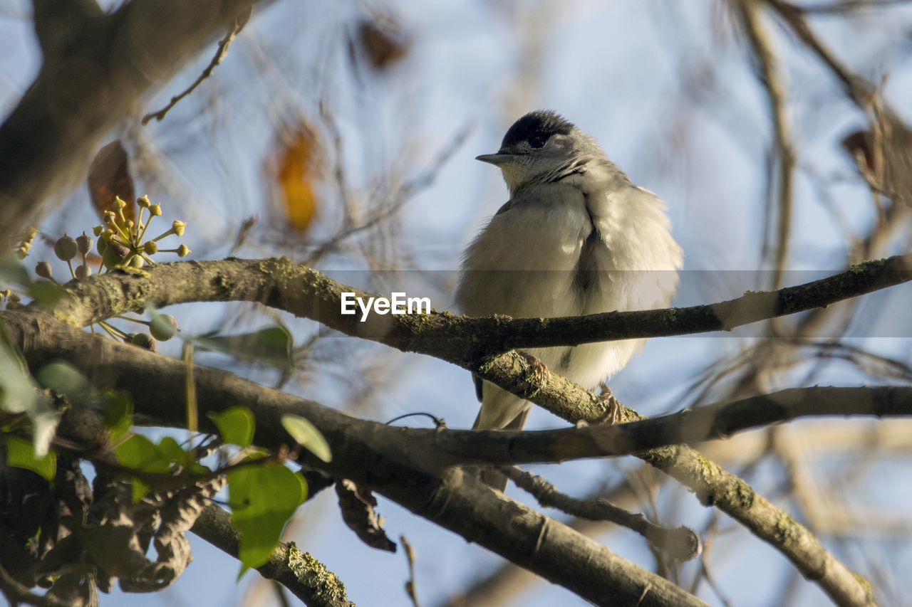 A close-up, low angle view of a black cap perching on branch