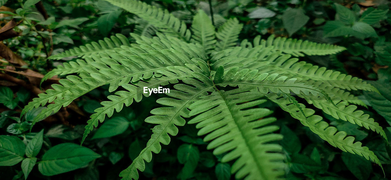 CLOSE-UP OF FERN LEAVES