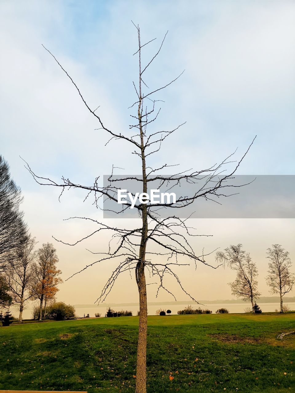 SCENIC VIEW OF BARE TREE ON FIELD AGAINST SKY