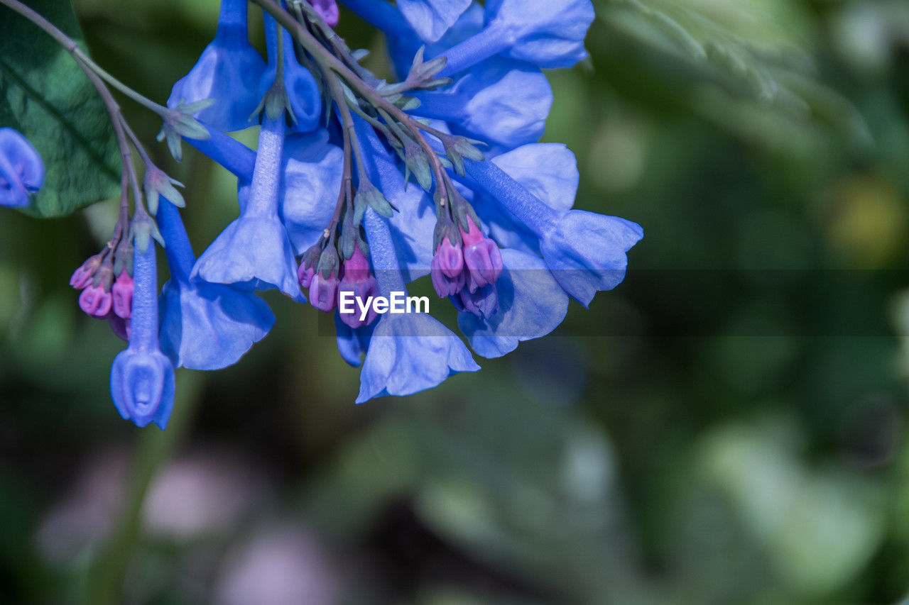 plant, flowering plant, flower, beauty in nature, blue, freshness, purple, close-up, nature, fragility, petal, macro photography, growth, wildflower, inflorescence, flower head, focus on foreground, springtime, no people, outdoors, botany, blossom, plant part, leaf, day