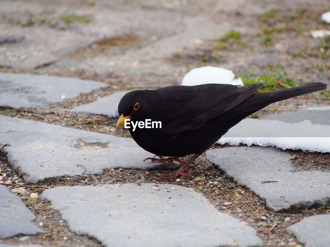 CLOSE-UP OF BIRD PERCHING ON SHORE