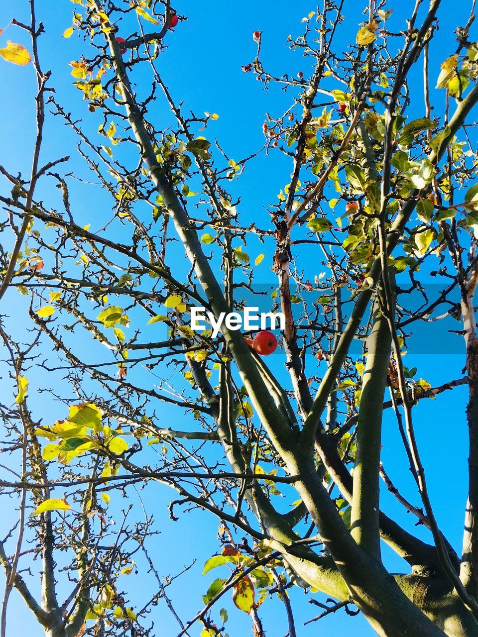 LOW ANGLE VIEW OF FLOWERING TREES AGAINST BLUE SKY