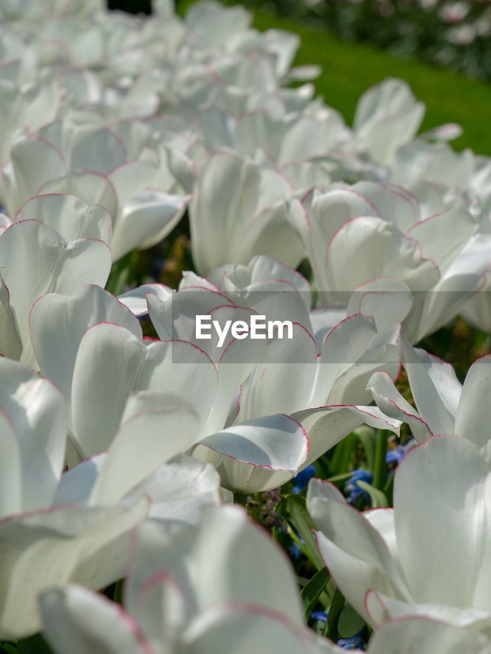 flower, plant, flowering plant, petal, growth, beauty in nature, nature, blossom, freshness, leaf, no people, plant part, close-up, white, selective focus, outdoors, day, agriculture, flowerbed, flower head, green, fragility, botany, springtime