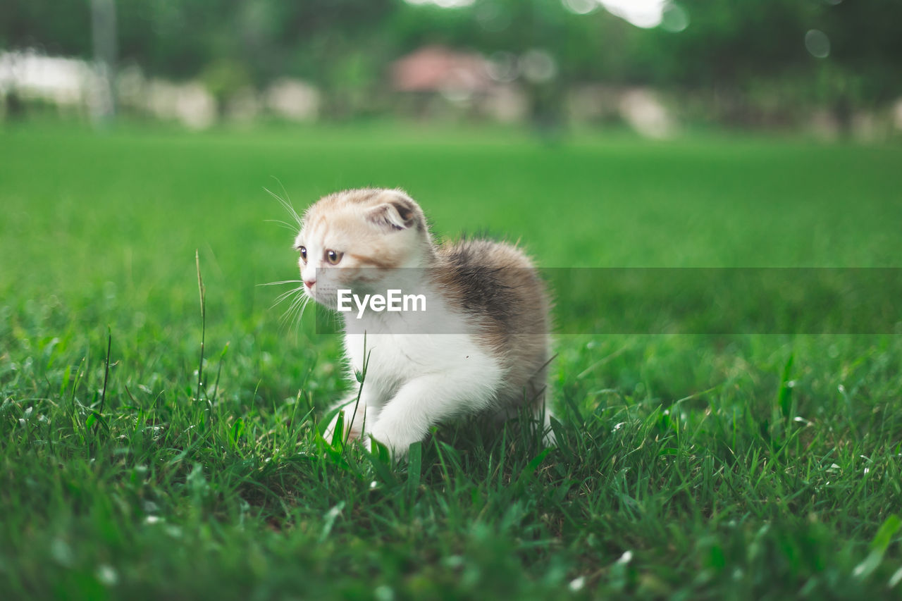 CAT LOOKING AWAY ON FIELD