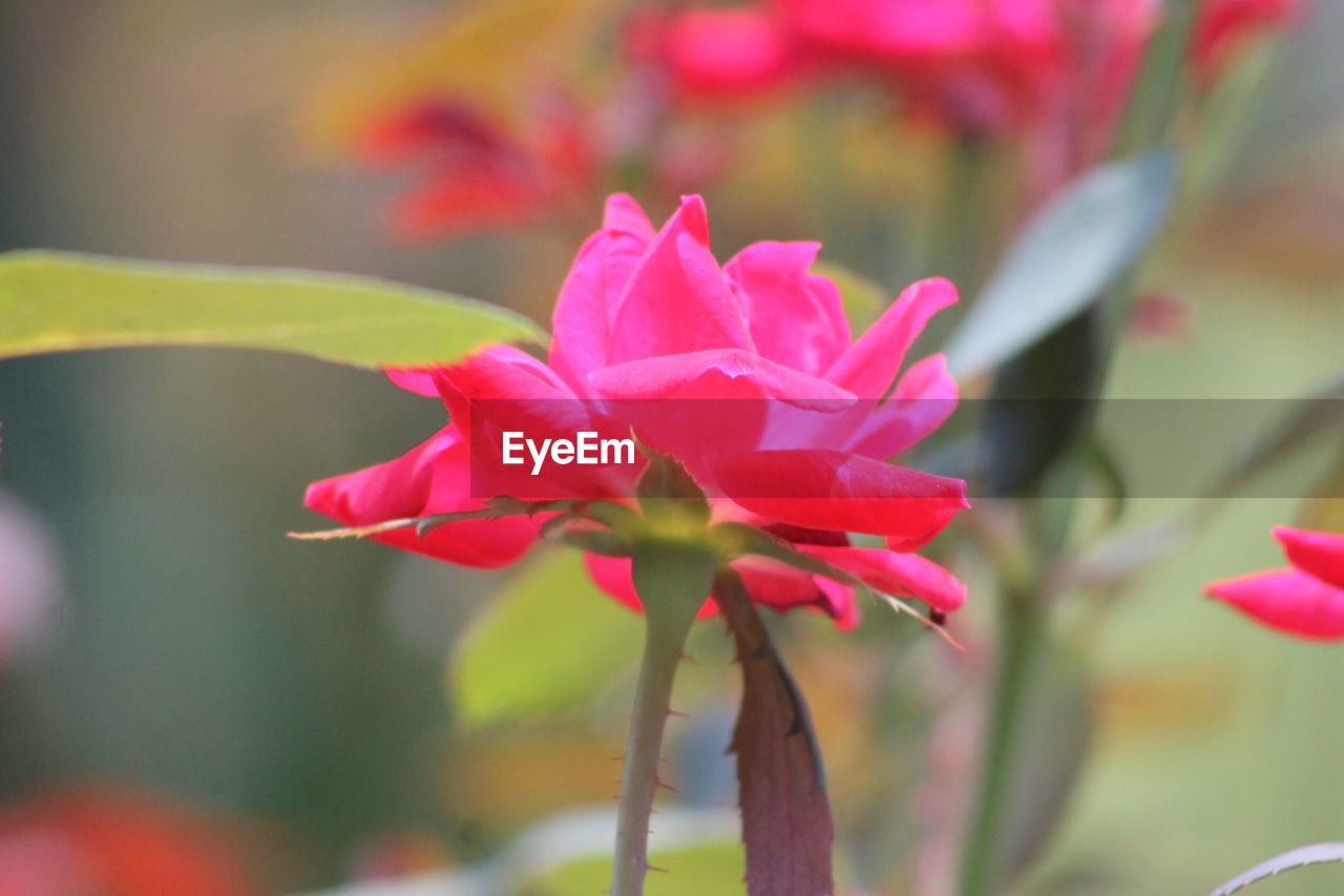 Close-up of pink flowering plant