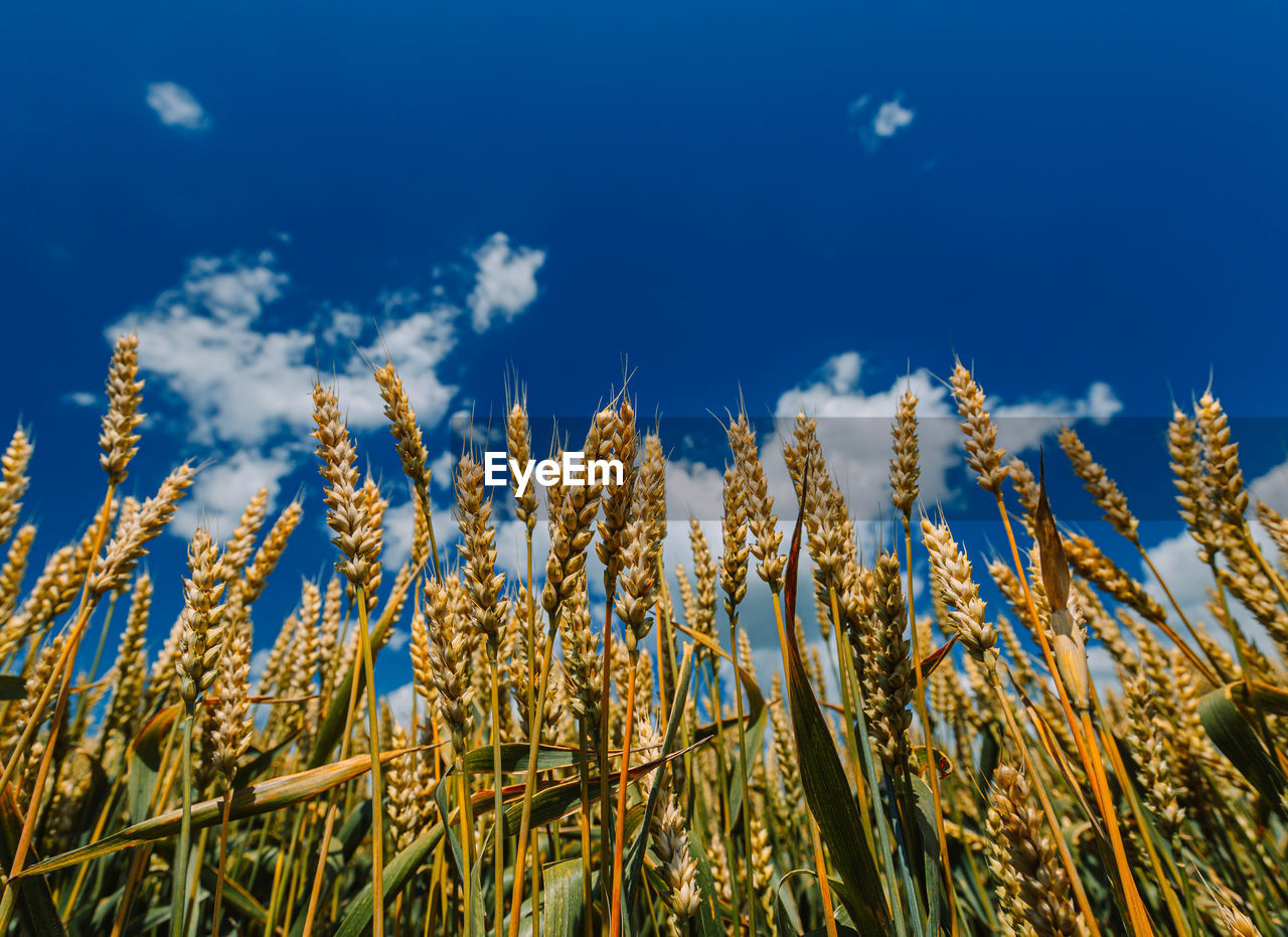 Close up of ripe wheat ears against beautiful sky with clouds.