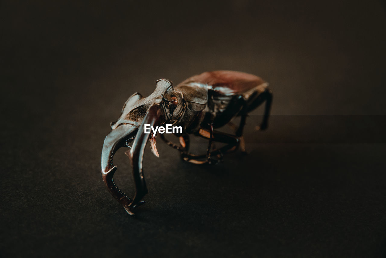 Dried european stag beetle on black background