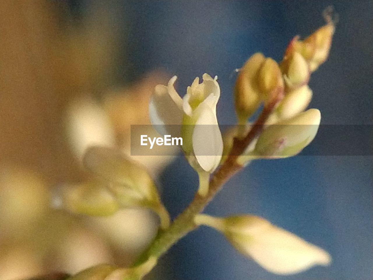 CLOSE-UP OF FLOWER