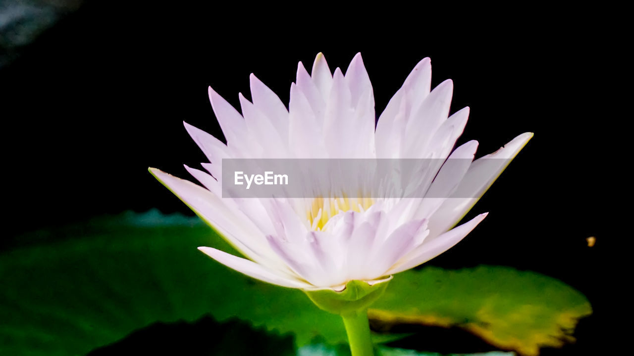 Close-up of flower against blurred background