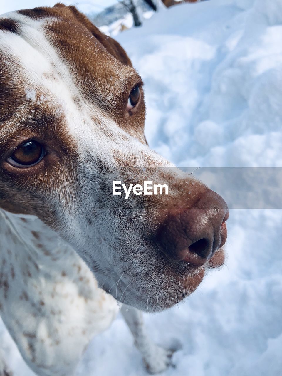 Close-up of a dog in snow