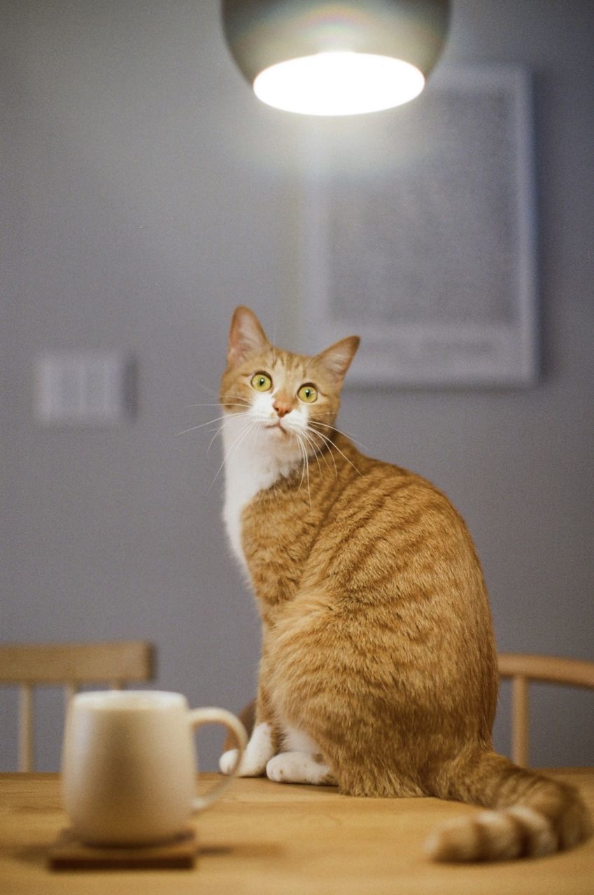 pet, mammal, animal themes, cat, animal, domestic animals, domestic cat, feline, one animal, indoors, sitting, lighting equipment, table, whiskers, electric lamp, no people, carnivore, illuminated, small to medium-sized cats, felidae, portrait, home interior, looking