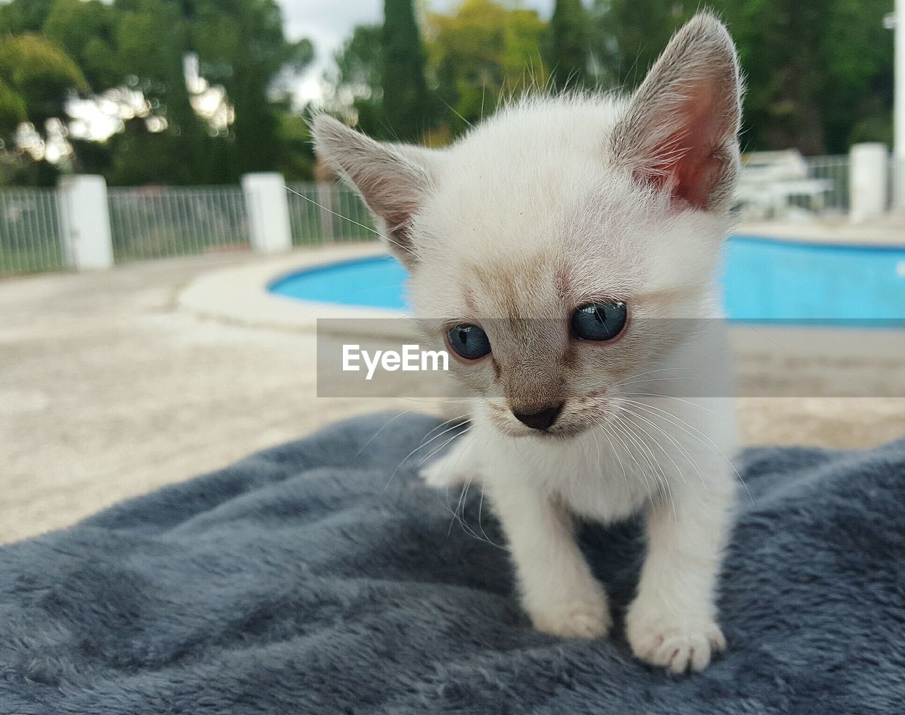 CLOSE-UP PORTRAIT OF KITTEN ON BED