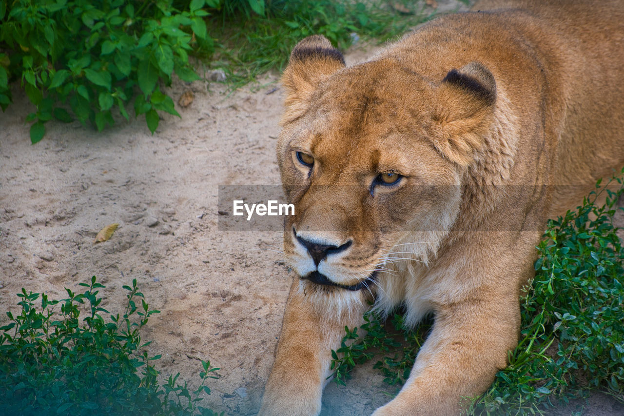 Close-up of a lion