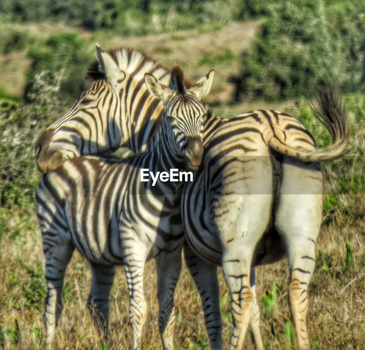 VIEW OF ZEBRAS AND ZEBRA ON FIELD