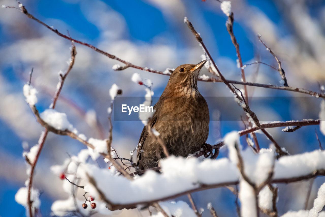 winter, animal, animal themes, animal wildlife, bird, wildlife, tree, branch, nature, plant, one animal, snow, no people, perching, cold temperature, spring, outdoors, beauty in nature, day, twig, sky, selective focus, low angle view, flower