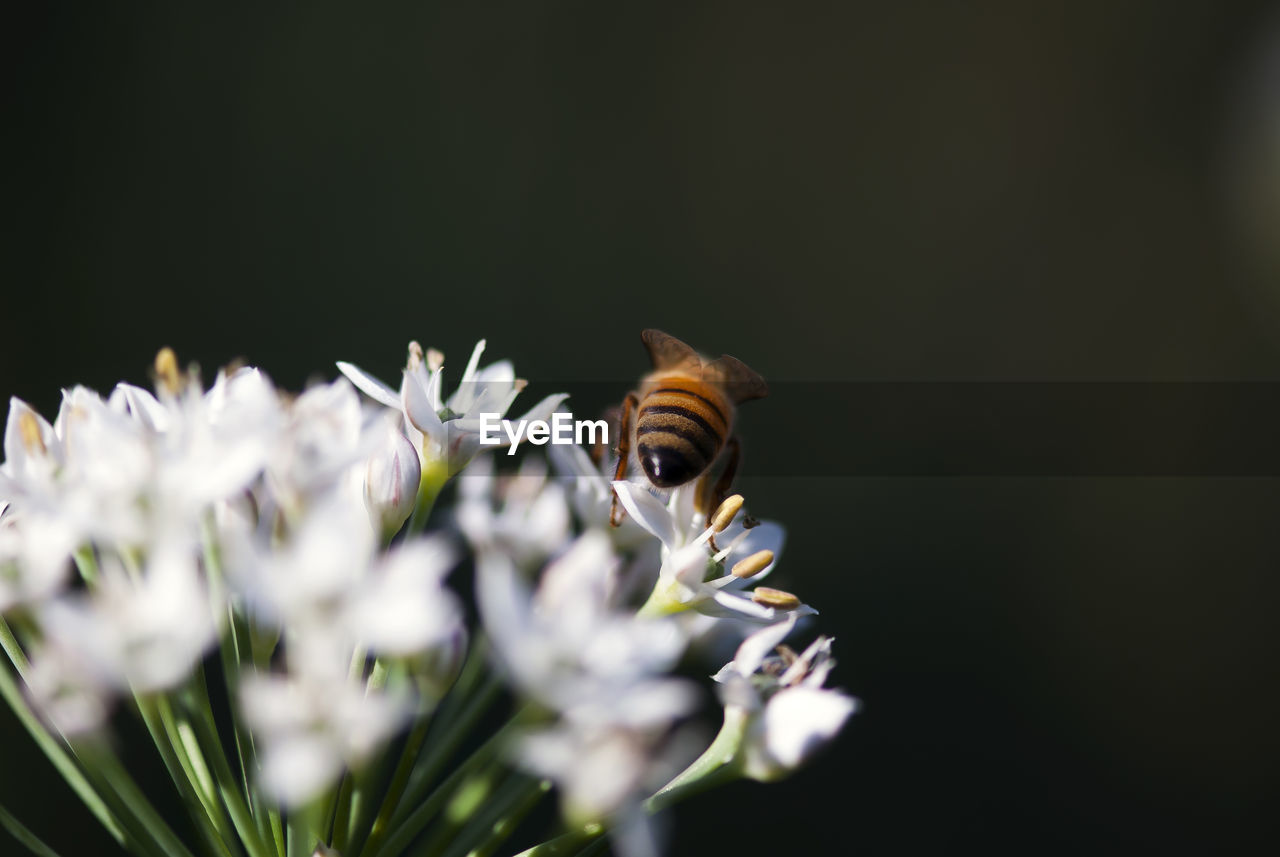 Close-up of bee pollinating on flowers