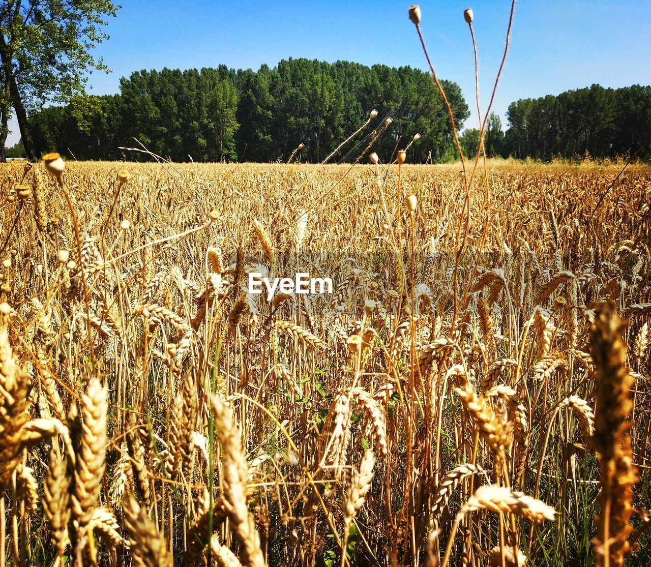 VIEW OF WHEAT FIELD AGAINST CLEAR SKY