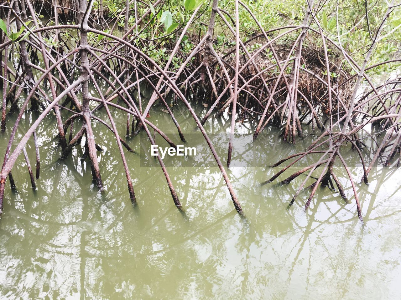 CLOSE-UP OF SNAKE IN LAKE