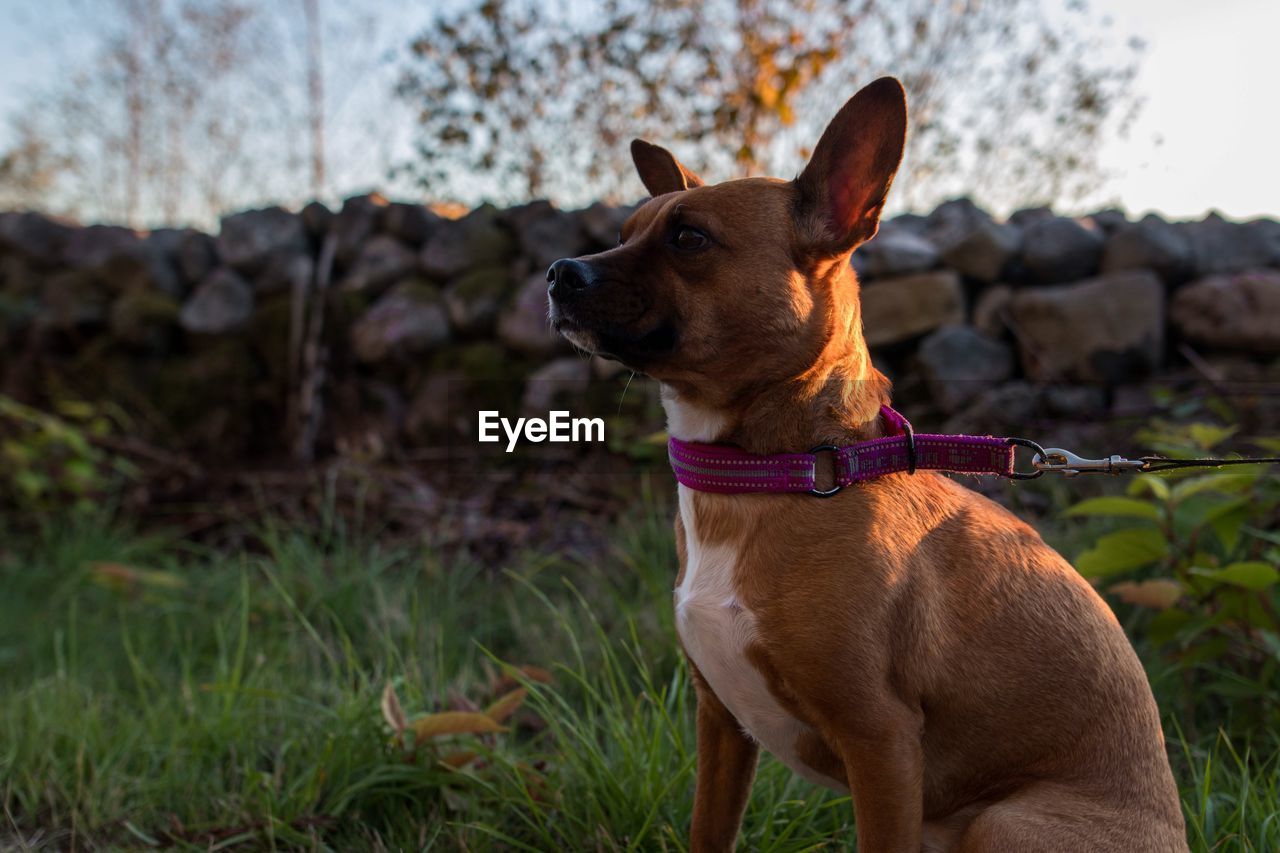 DOG LOOKING AWAY ON GRASS