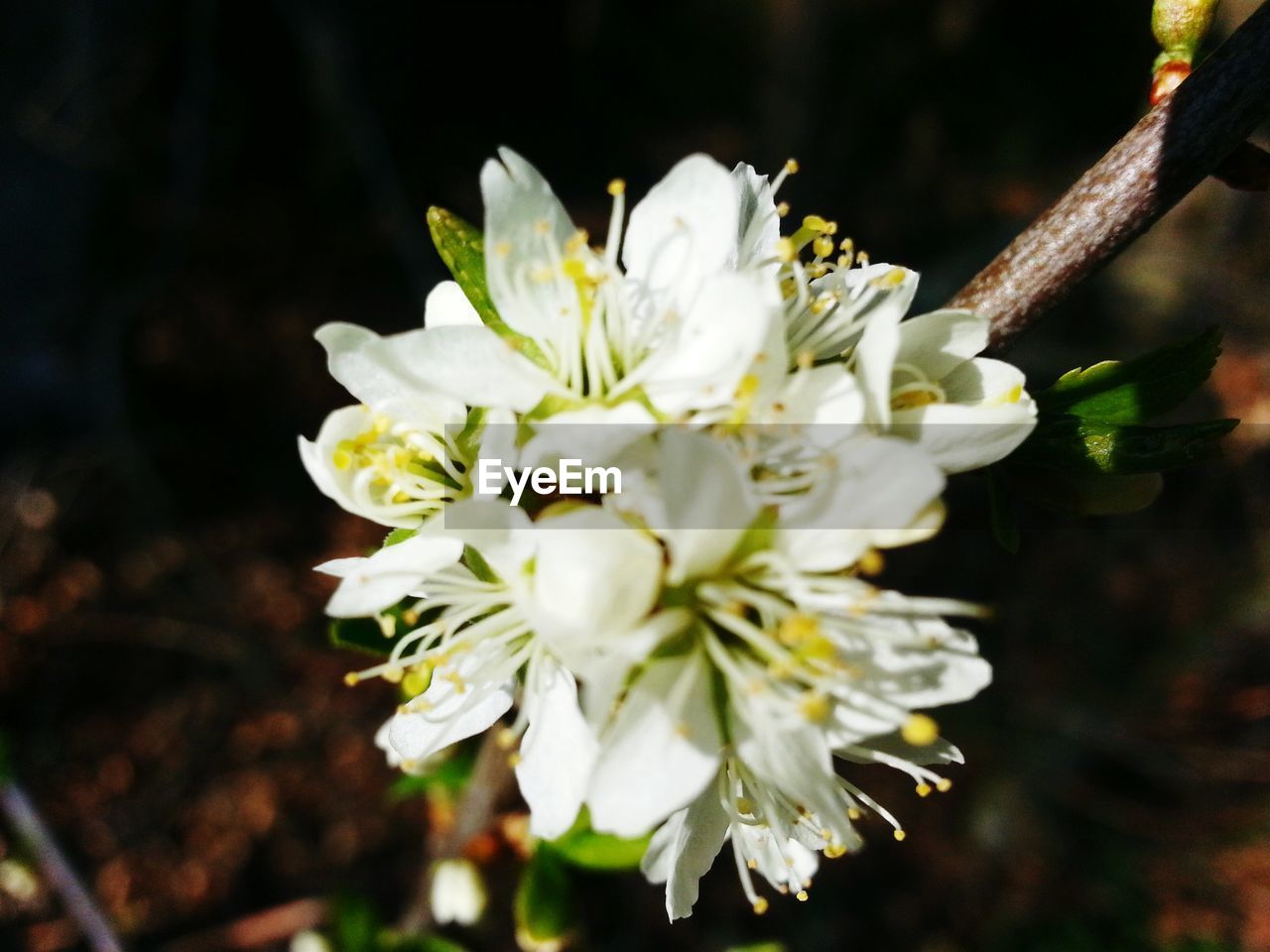 Close-up of white flowers growing outdoors