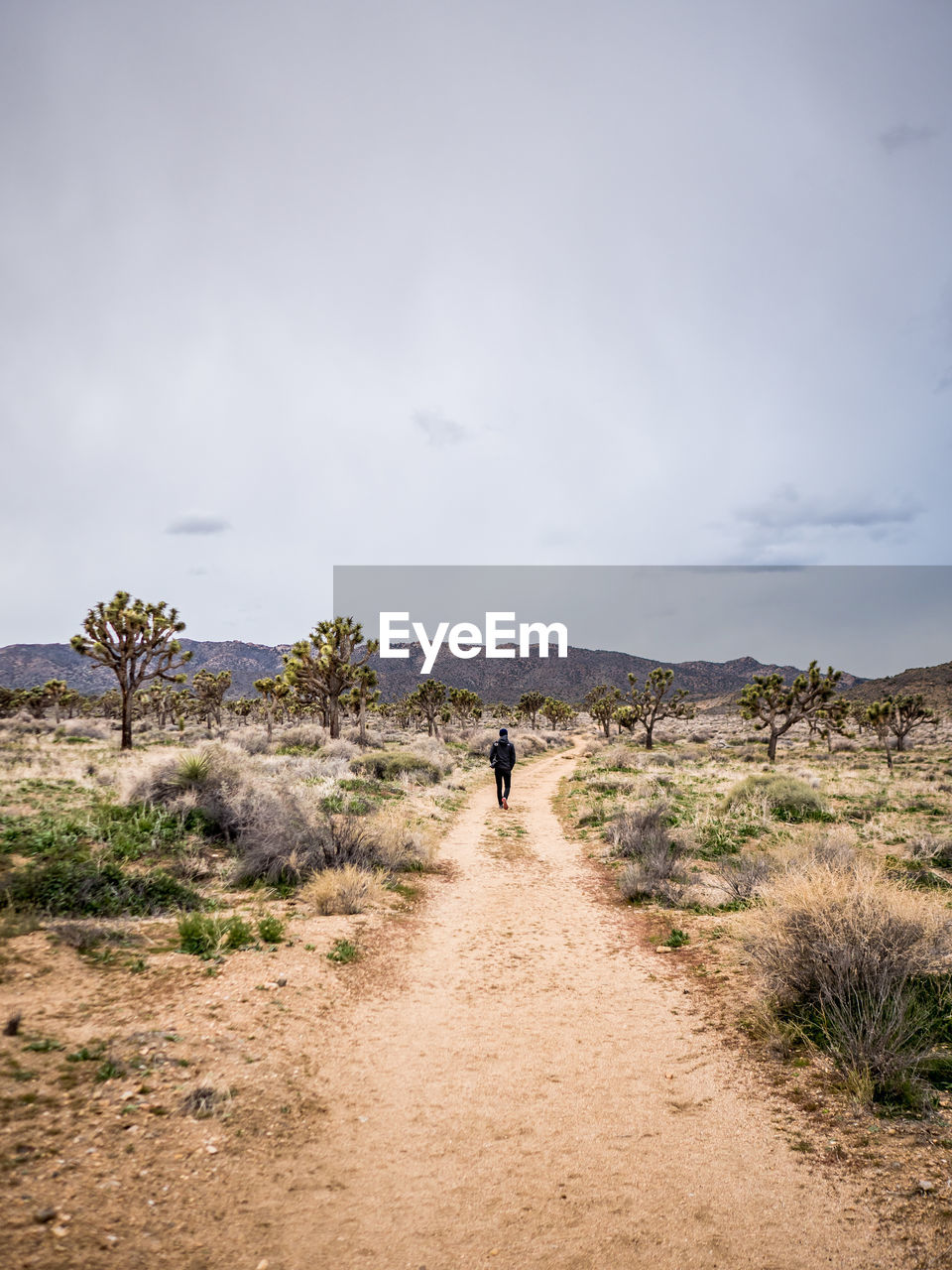 Man heading down path surrounded by joshua trees in desert