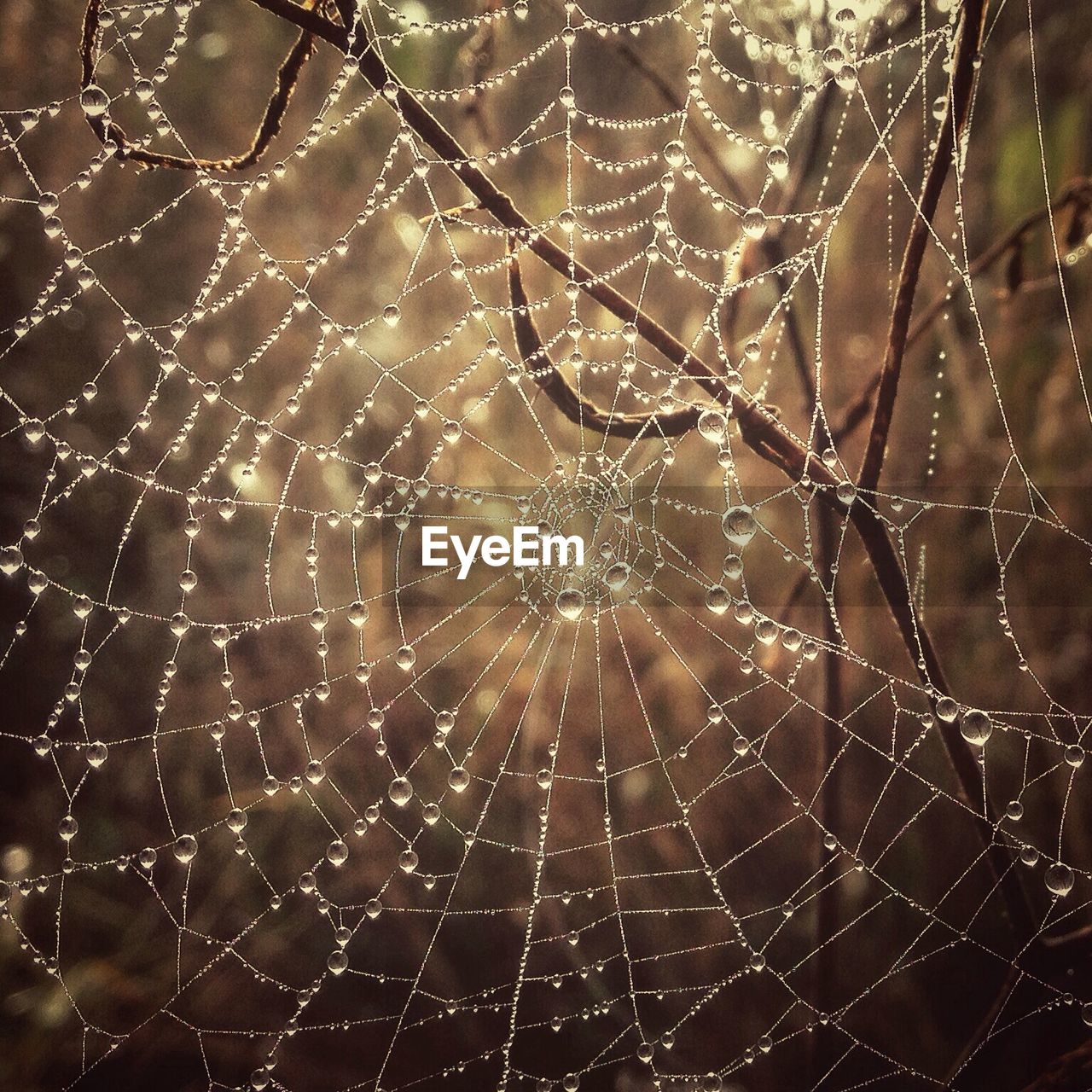 Close-up of water droplets on web against blurred background