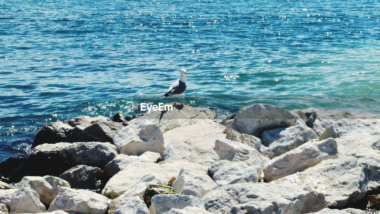 SEAGULLS PERCHING ON ROCK