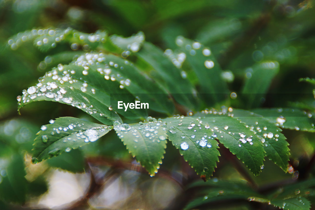 Close-up of wet plant leaves during rainy season