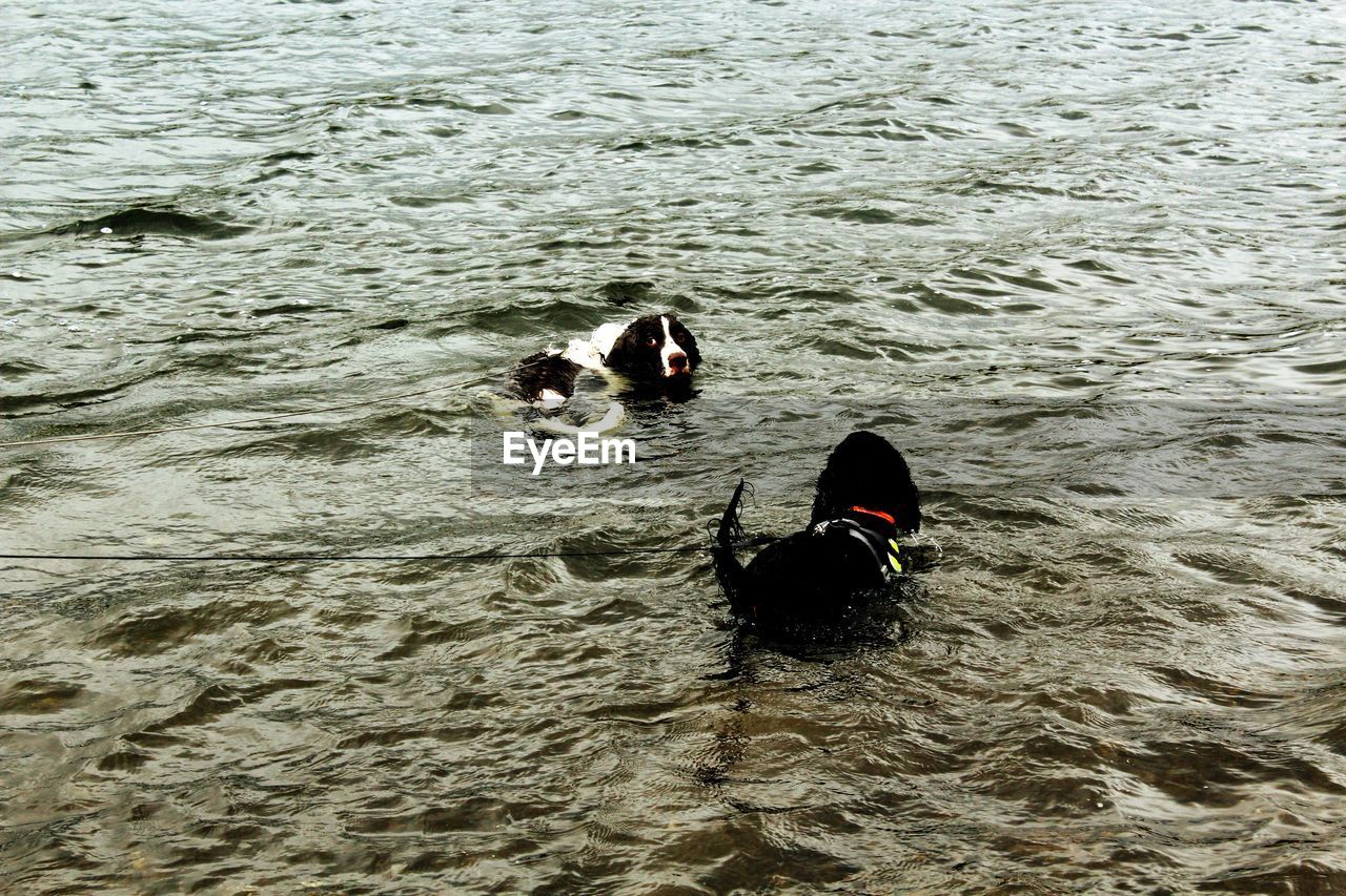 DOG SWIMMING IN WATER AT PARK