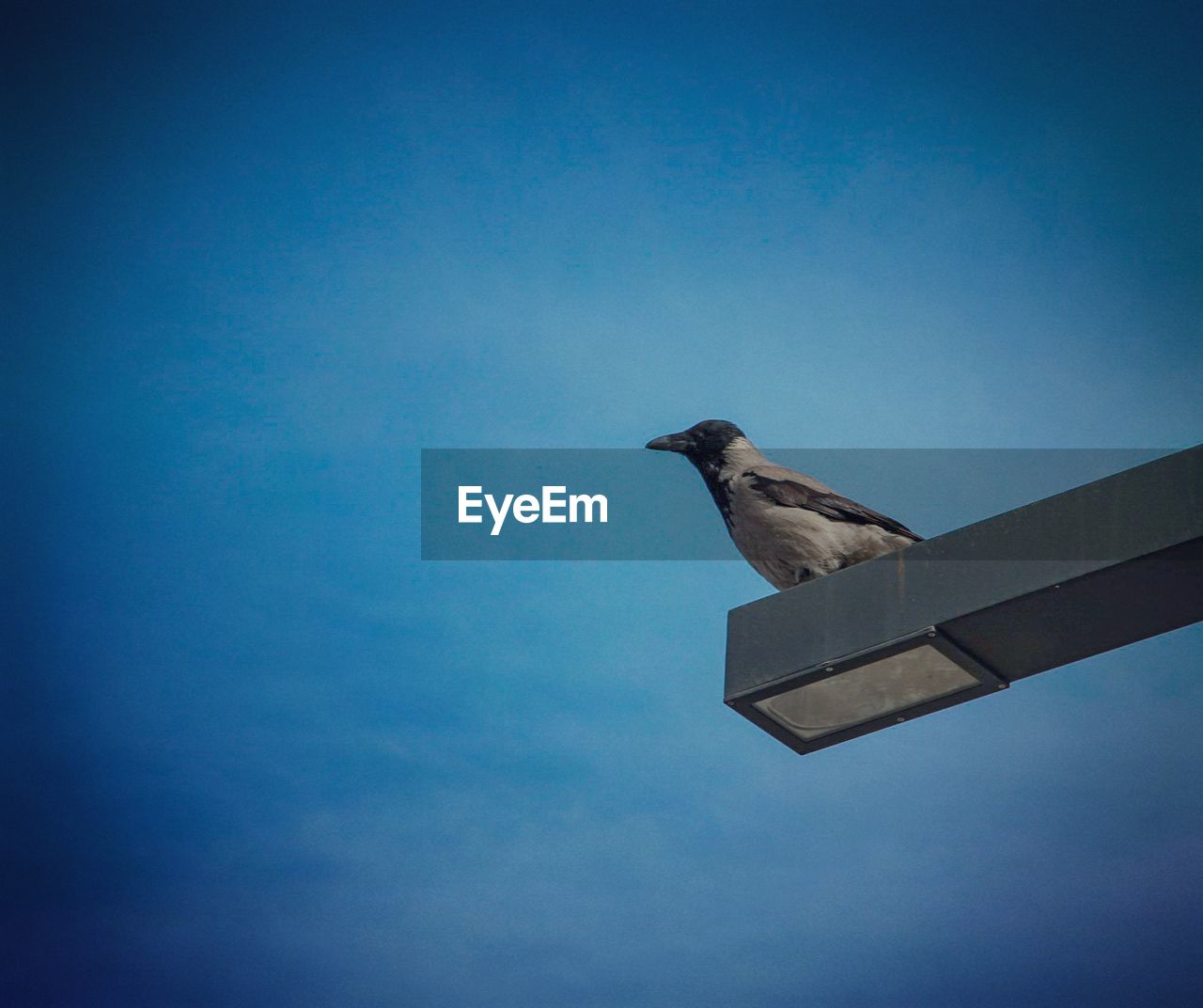 LOW ANGLE VIEW OF BIRD PERCHING AGAINST SKY