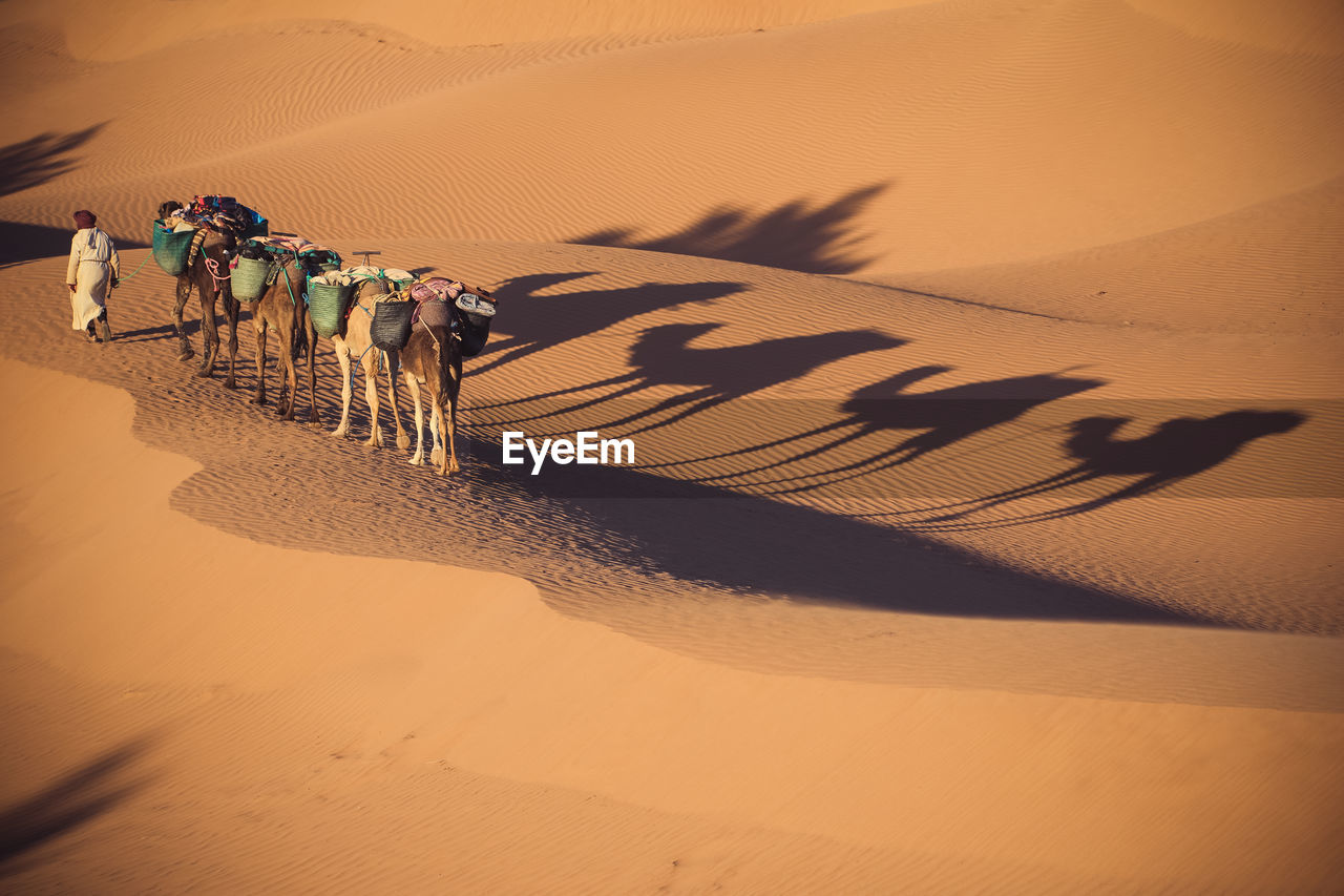 High angle view of man walking with camels in desert
