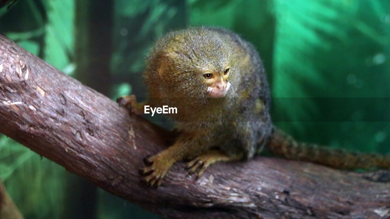 Close-up of a monkey on tree branch