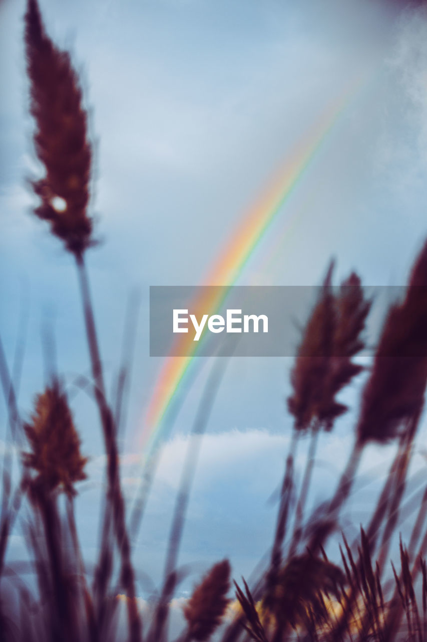 LOW ANGLE VIEW OF RAINBOW OVER TREES