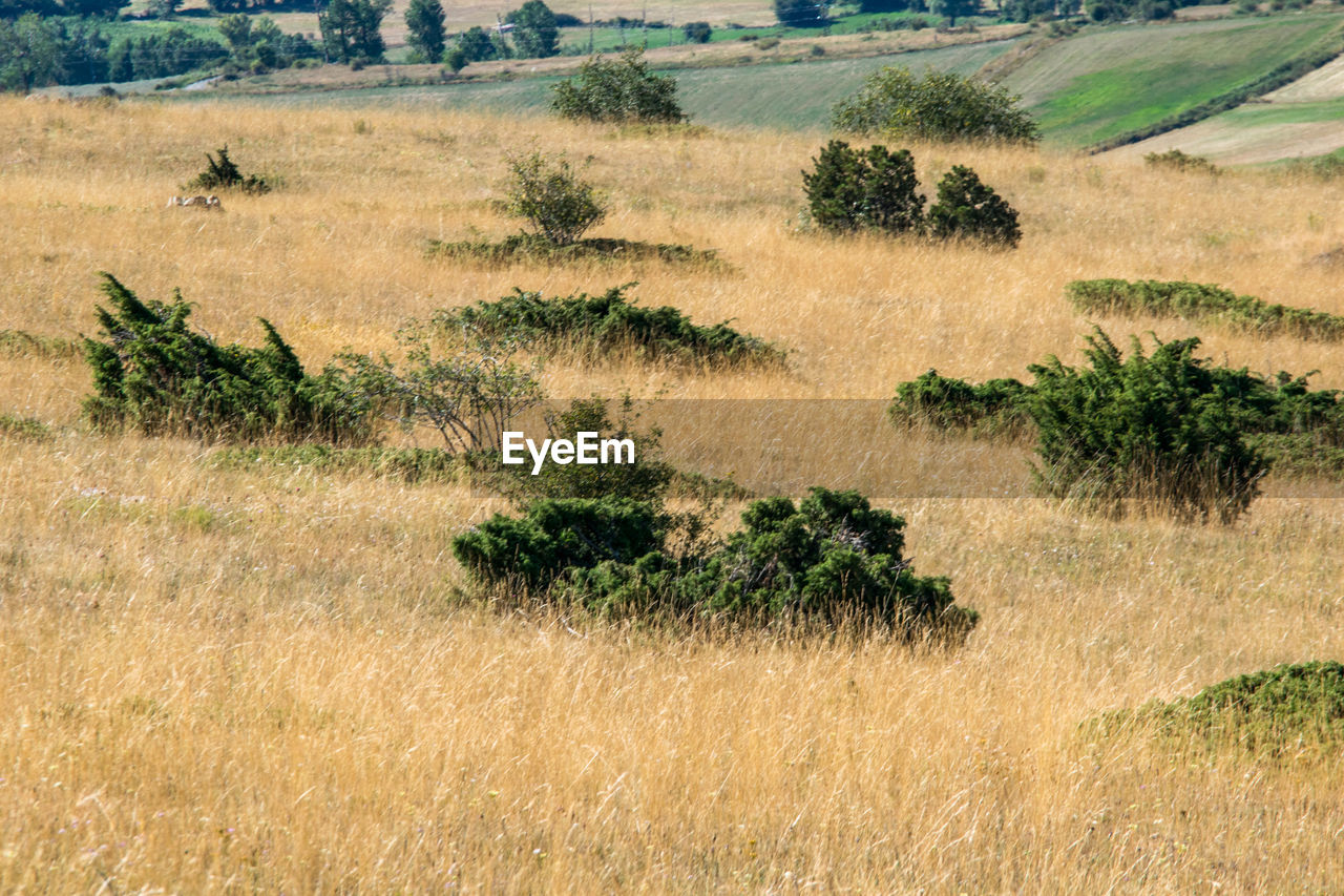 Plants growing on land, dorres. 