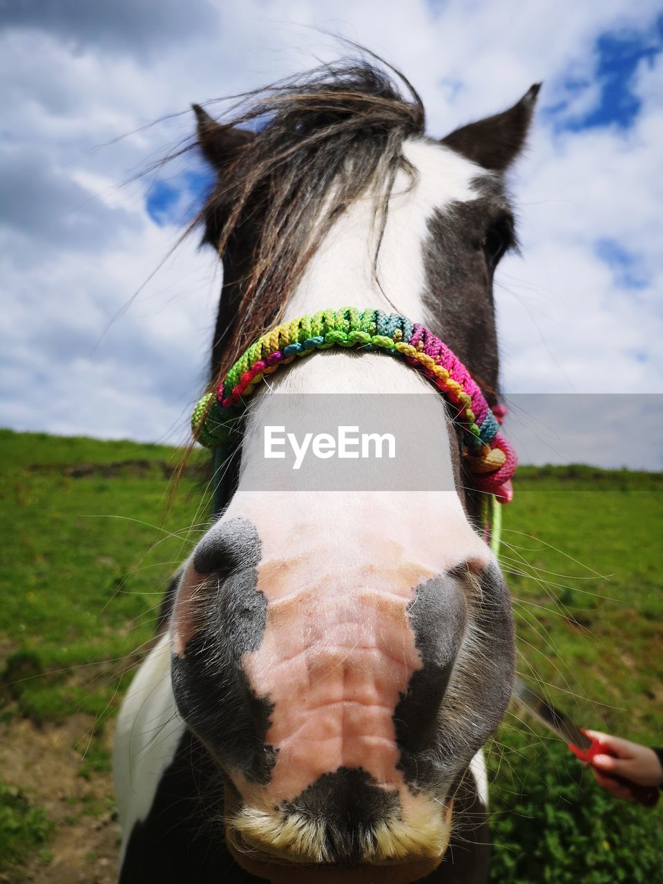 Close up horse face