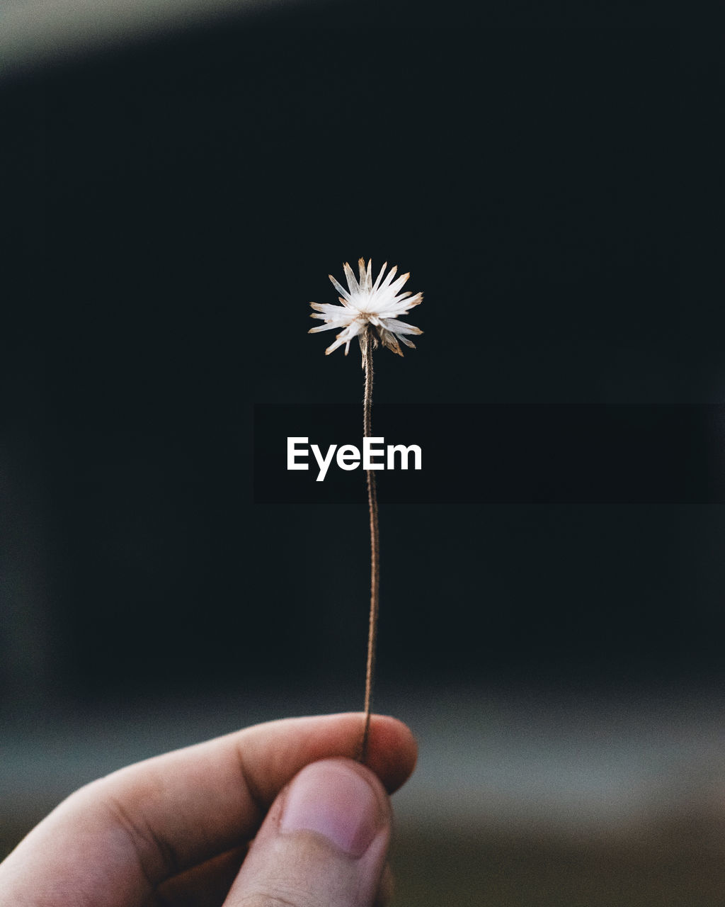 Cropped hand holding small flower