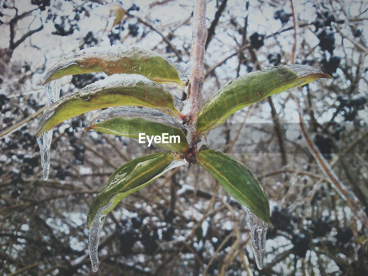 Close-up of leaves on snow