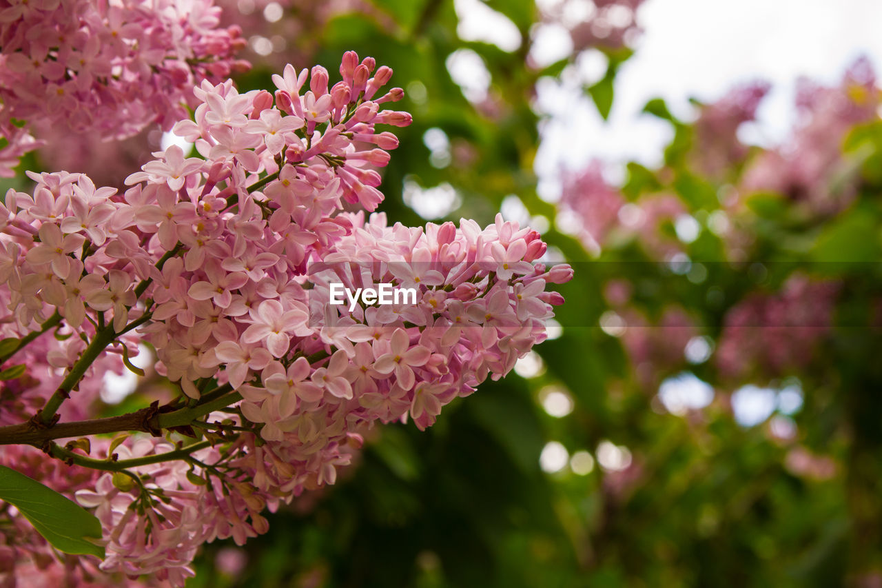 PINK CHERRY BLOSSOMS IN SPRING