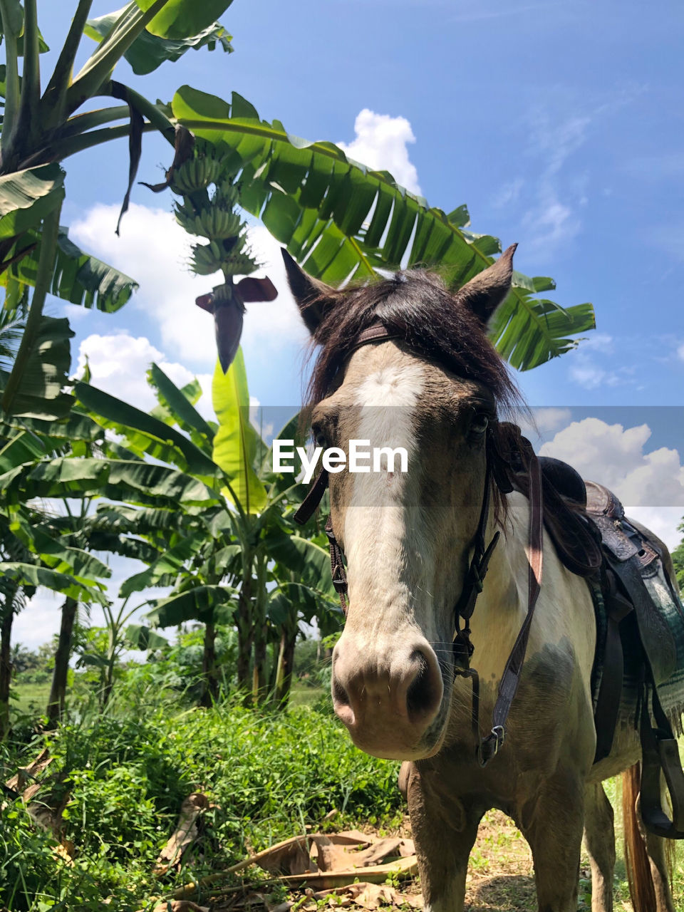 View of a horse against the sky