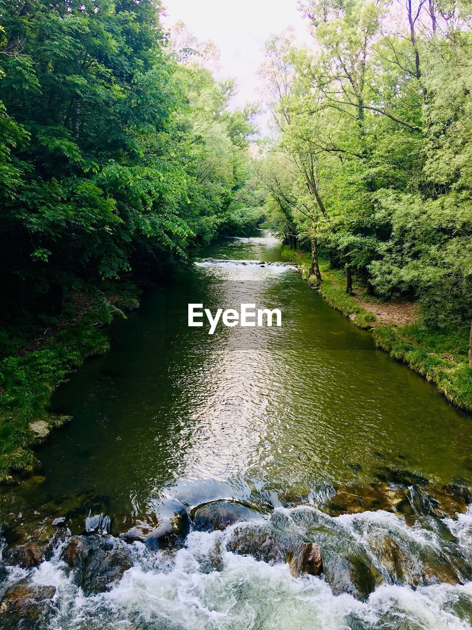 VIEW OF RIVER FLOWING THROUGH FOREST