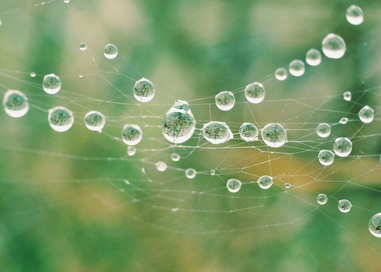 Close-up of water drops on spider web