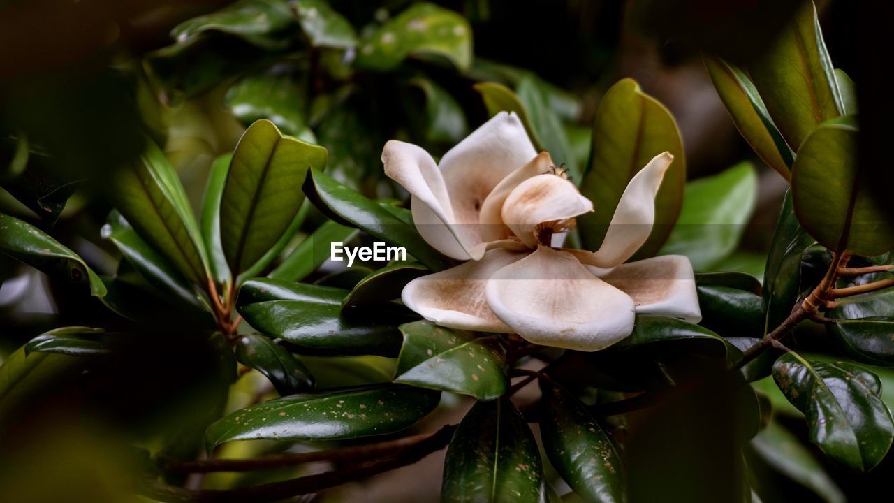 CLOSE UP OF WHITE FLOWERING PLANT