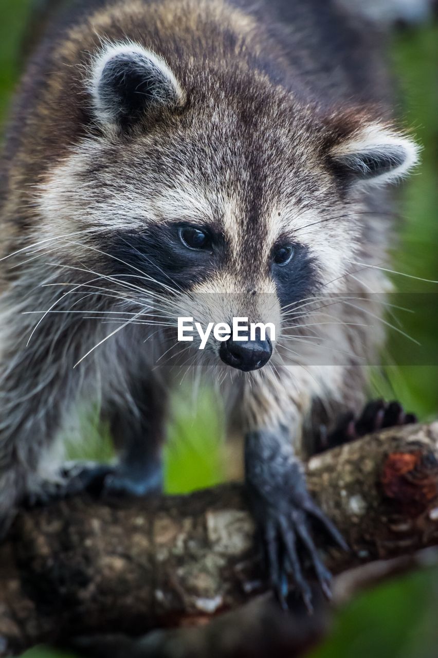 Low angle view of raccoon on tree