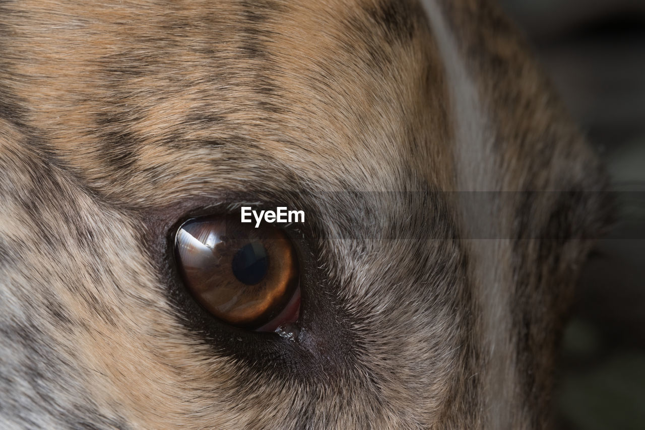 one animal, animal, animal themes, close-up, pet, eye, human eye, mammal, animal body part, animal eye, dog, whiskers, nose, domestic animals, snout, animal head, animal hair, human head, brown, carnivore, canine, extreme close-up, portrait