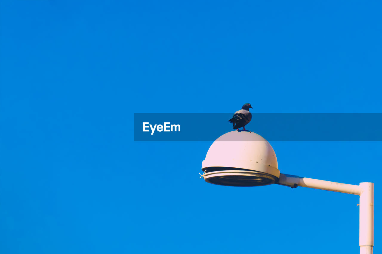 Low angle view of pigeon perching on street light against clear blue sky