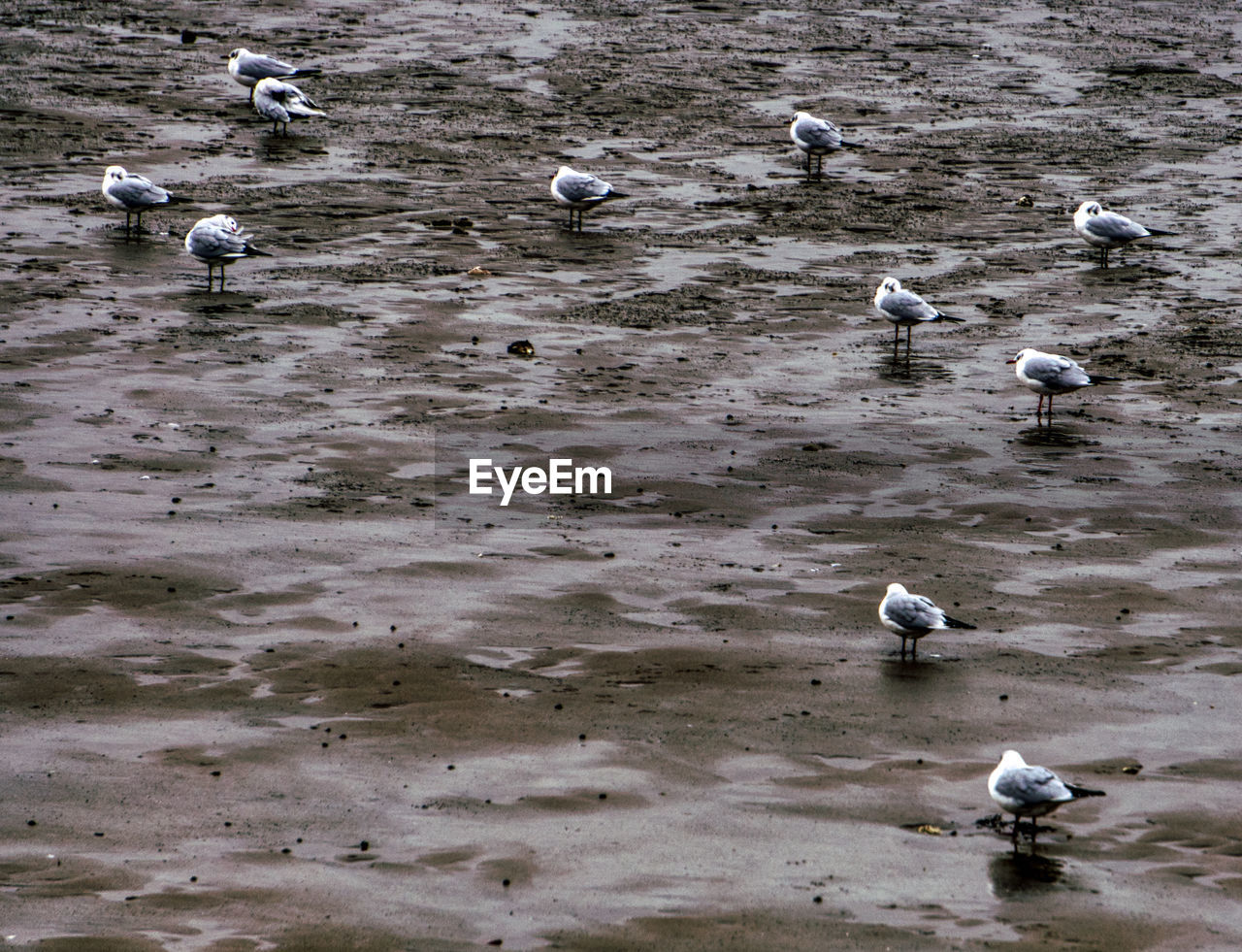 HIGH ANGLE VIEW OF SEAGULLS ON WATER