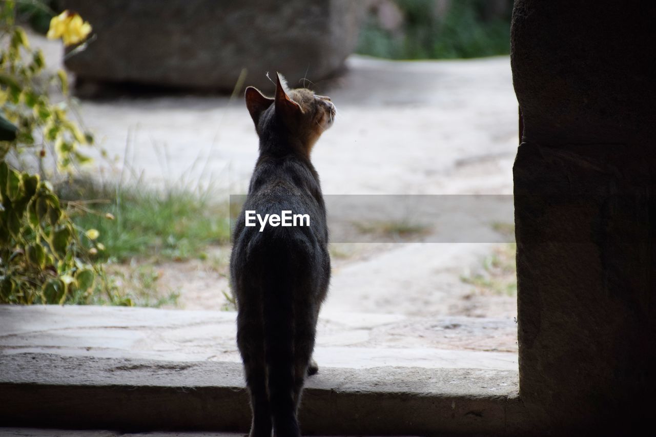 Rear view of cat standing on steps